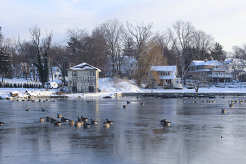 Fototapeta na wymiar Birds sitting on iced over lake