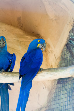 The hyacinth macaw, or hyacinthine macaw, parrot native to central and eastern South America.
