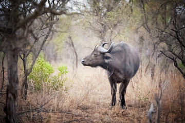 Naklejka na ściany i meble Cape buffalo in a clearing