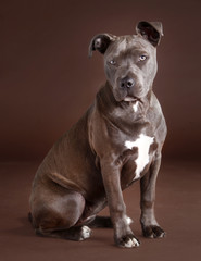 Fototapeta premium American bull terrier