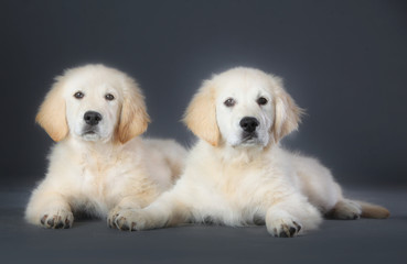 Two Baby golden retriever dog