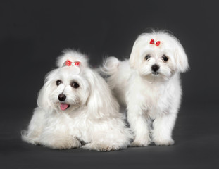 Couple of bichon maltese dog