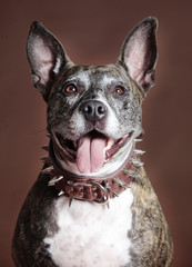 Mixed staffordshire