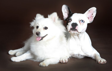 Pomeranian dog and french bulldog together