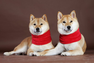 Shiba Inu female couple