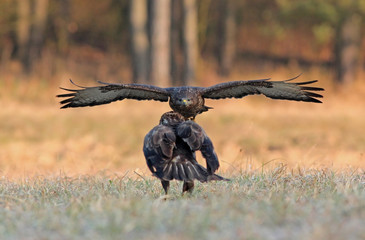 Myszołów © Bartosz Rakoczy