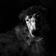 english setter dog  portrait momochrome