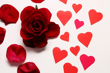 Postcard to Valentine's Day - Bright red rose, rose petals and paper red hearts on a white table.