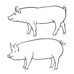 Hand drawn pig isolated on white background. Drawing Vector illu
