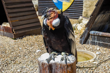 Condor des Andes.
