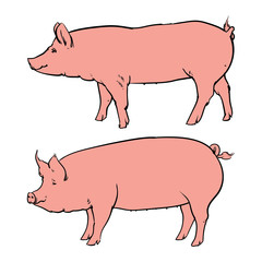 Hand drawn pig isolated on white background. Drawing Vector illu