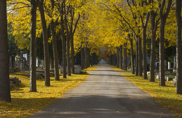 Baumalle Zentralfirdhof