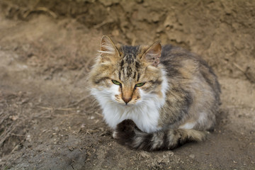 Fototapeta premium Stray cat sitting on the ground