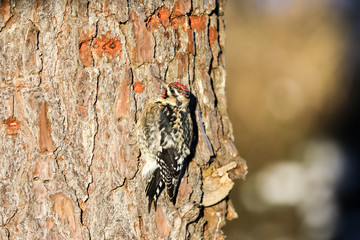 Yellow-Bellied Sapsucker