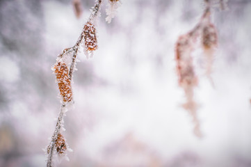 birchs buds, seeds is stuck on frozen hoarfrost, macro