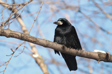 Rook (Corvus frugilegus) sitting on a branch - obrazy, fototapety, plakaty