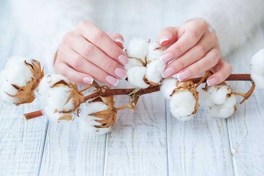 Woman Hands With Beautiful French Manicure Holding Delicate White Cotton Flower