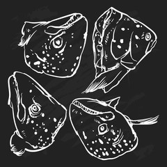 Vector atlantic salmon fish isolated on a black background. Hand
