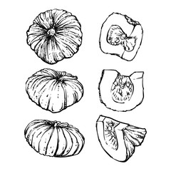 vector hand drawn sketch pumpkin on a white background. detailed