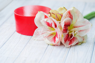 Beautiful amaryllis lily flower and red present box on wooden board