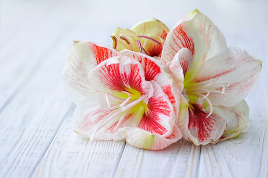 Beautiful amaryllis lily flower on wooden board