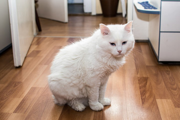Naklejka premium beautiful white cat