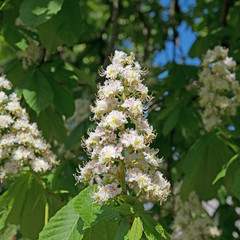 Kastanienblüten, Kastanien, Castanea,