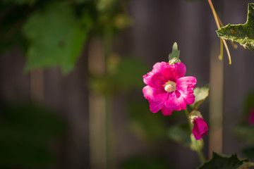 Single Pink Flower in garden 
