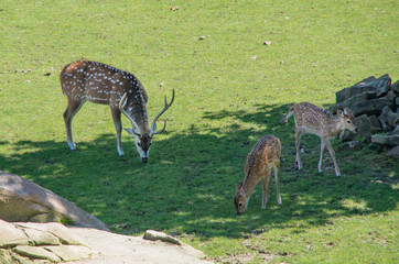 Cerfs et faons