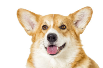 dog on a white background, welsh corgi