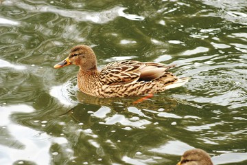 Ducs in cold water 4
