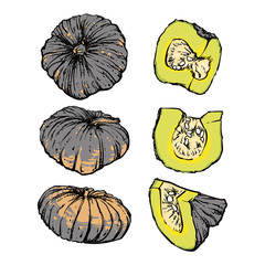 vector hand drawn sketch pumpkin on a white background. Drawing