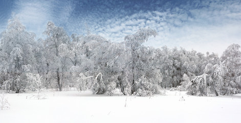 panoramic view of winter snowy forest, blue sky