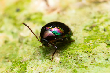 Beautiful rainbow leaf beetle (Chrysolina cerealis) crawling on the tree trunk during the night