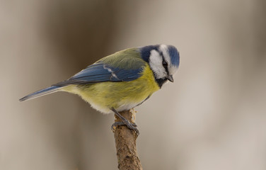 Blaumeise
