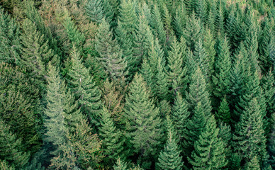 Fir forest view from above - beautiful nature of forest