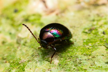 Beautiful rainbow leaf beetle (Chrysolina cerealis) crawling on the tree trunk during the night