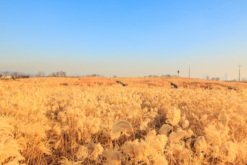 Reeds field in haneul park (sky park, one of the worldcup park in Seoul