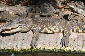 Fototapeta na wymiar Dangerous crocodile