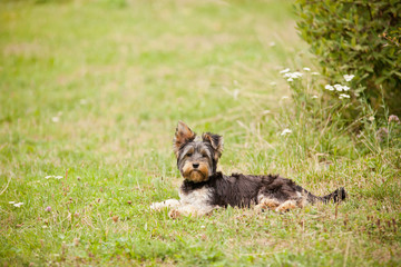 young Yorshire terrier