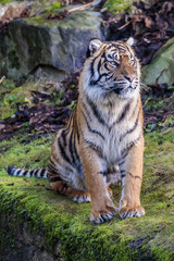 Sumatraanse tijger (Panthera tigris sumatrae)