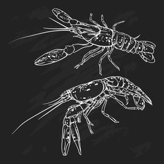 Vector vintage shrimp drawing on a black background. Hand drawn