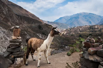 Acrylic prints Lama Lama (Alpaca) in Andes Mountains, Peru, South America.