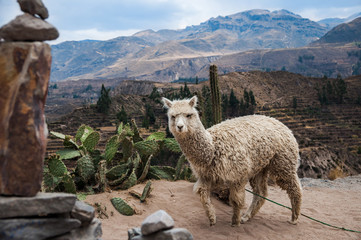 Lama (Alpaca) in Andes Mountains, Peru, South America. © eteri