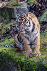 Fototapeta premium Tygrys sumatrzański (Panthera tigris sumatrae)