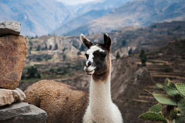 Lama (Alpaca) in Andes Mountains, Peru, South America.