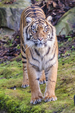 Fototapeta Sumatraanse tijger (Panthera tigris sumatrae)