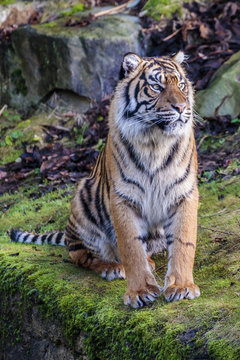 Fototapeta Sumatraanse tijger (Panthera tigris sumatrae)