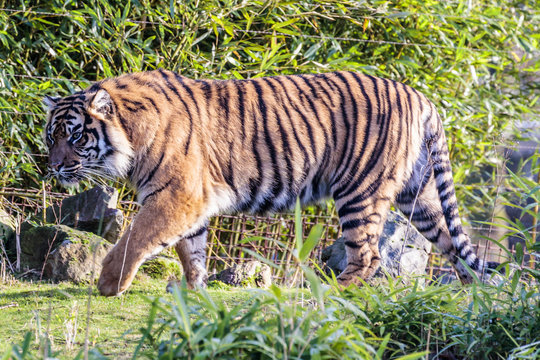 Sumatraanse tijger (Panthera tigris sumatrae)
