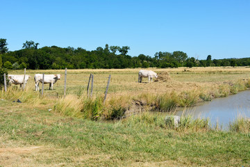 Charolais cattle in field in France